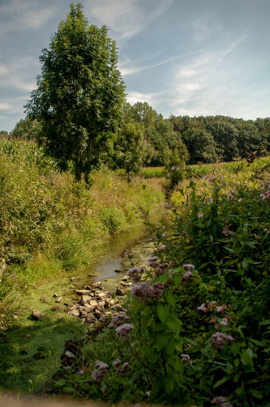 2016-08-19 - NSG Gallberg Hamm