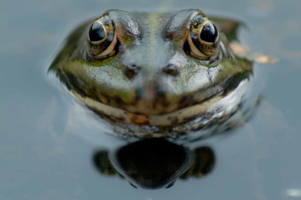 2016-09-03 - NSG Brinksknapp Recklinghausen