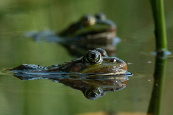 2016-09-03 - NSG Brinksknapp Recklinghausen