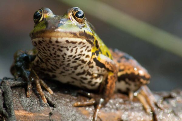 2016-09-03 - NSG Brinksknapp Recklinghausen