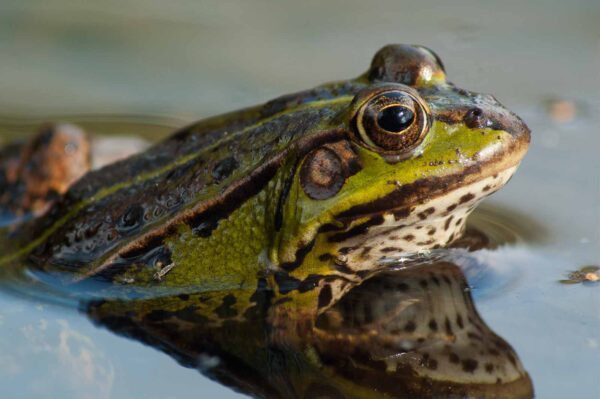 2016-09-03 - NSG Brinksknapp Recklinghausen