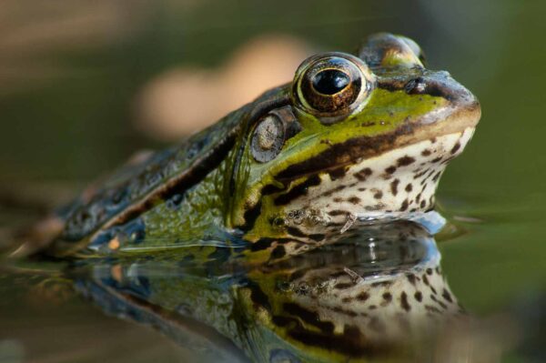 2016-09-03 - NSG Brinksknapp Recklinghausen