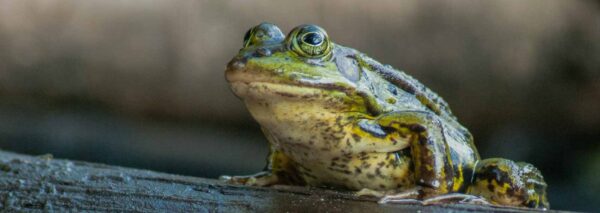 2016-09-03 - NSG Brinksknapp Recklinghausen