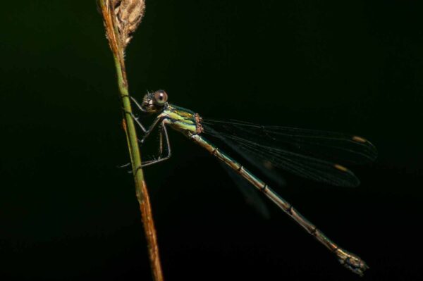 2016-09-03 - NSG Brinksknapp Recklinghausen