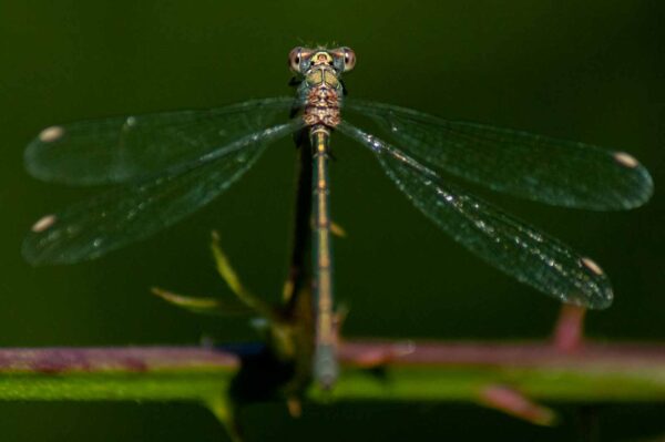 2016-09-03 - NSG Brinksknapp Recklinghausen