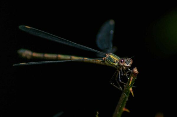 2016-09-03 - NSG Brinksknapp Recklinghausen