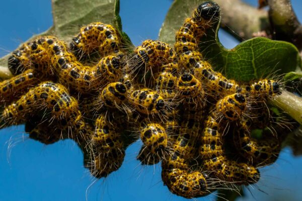 2016-09-03 - NSG Brinksknapp Recklinghausen