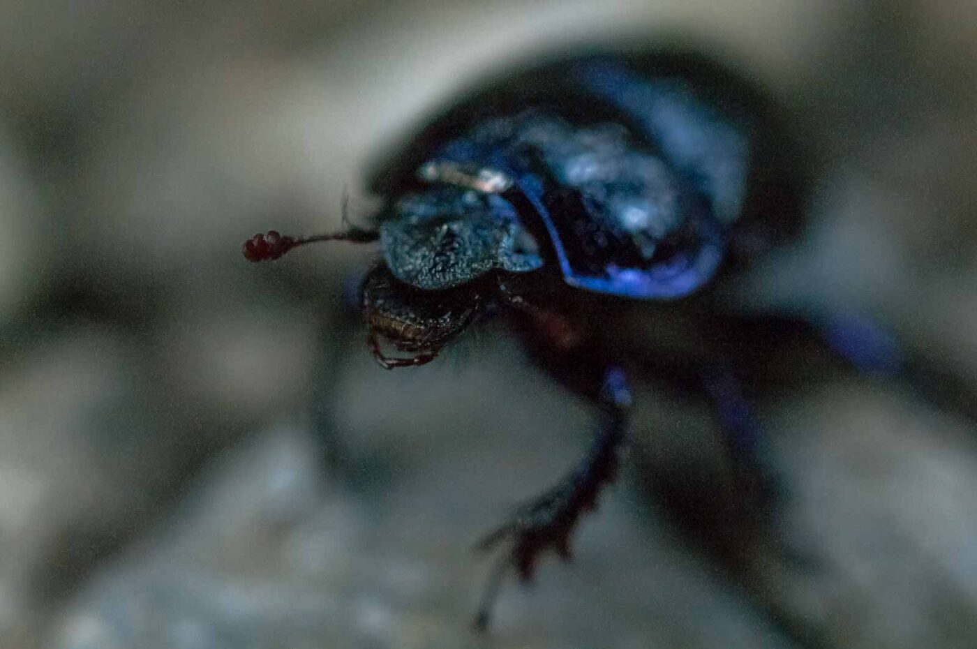 2016-09-03 - NSG Brinksknapp Recklinghausen