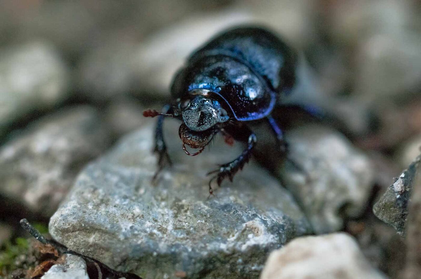 2016-09-03 - NSG Brinksknapp Recklinghausen