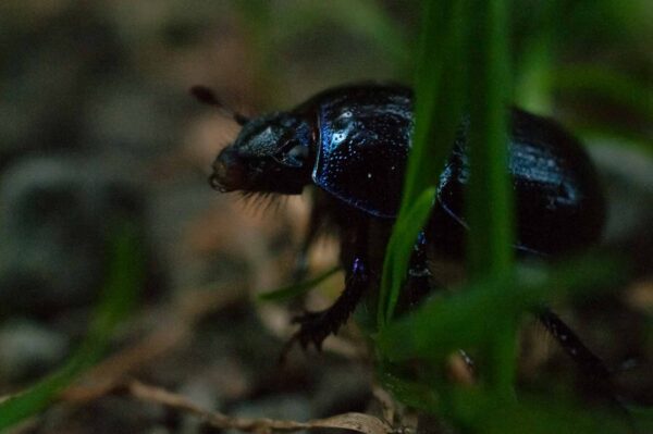 2016-09-03 - NSG Brinksknapp Recklinghausen