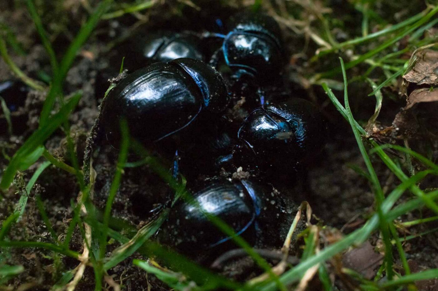 2016-09-03 - NSG Brinksknapp Recklinghausen