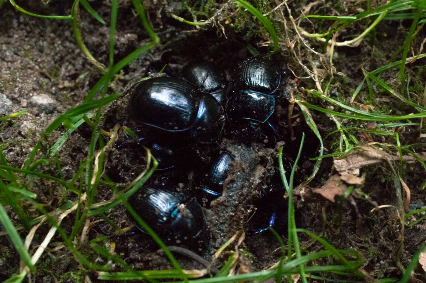 2016-09-03 - NSG Brinksknapp Recklinghausen