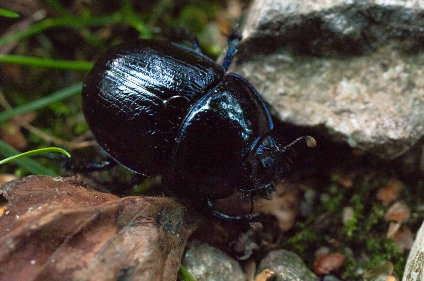 2016-09-03 - NSG Brinksknapp Recklinghausen