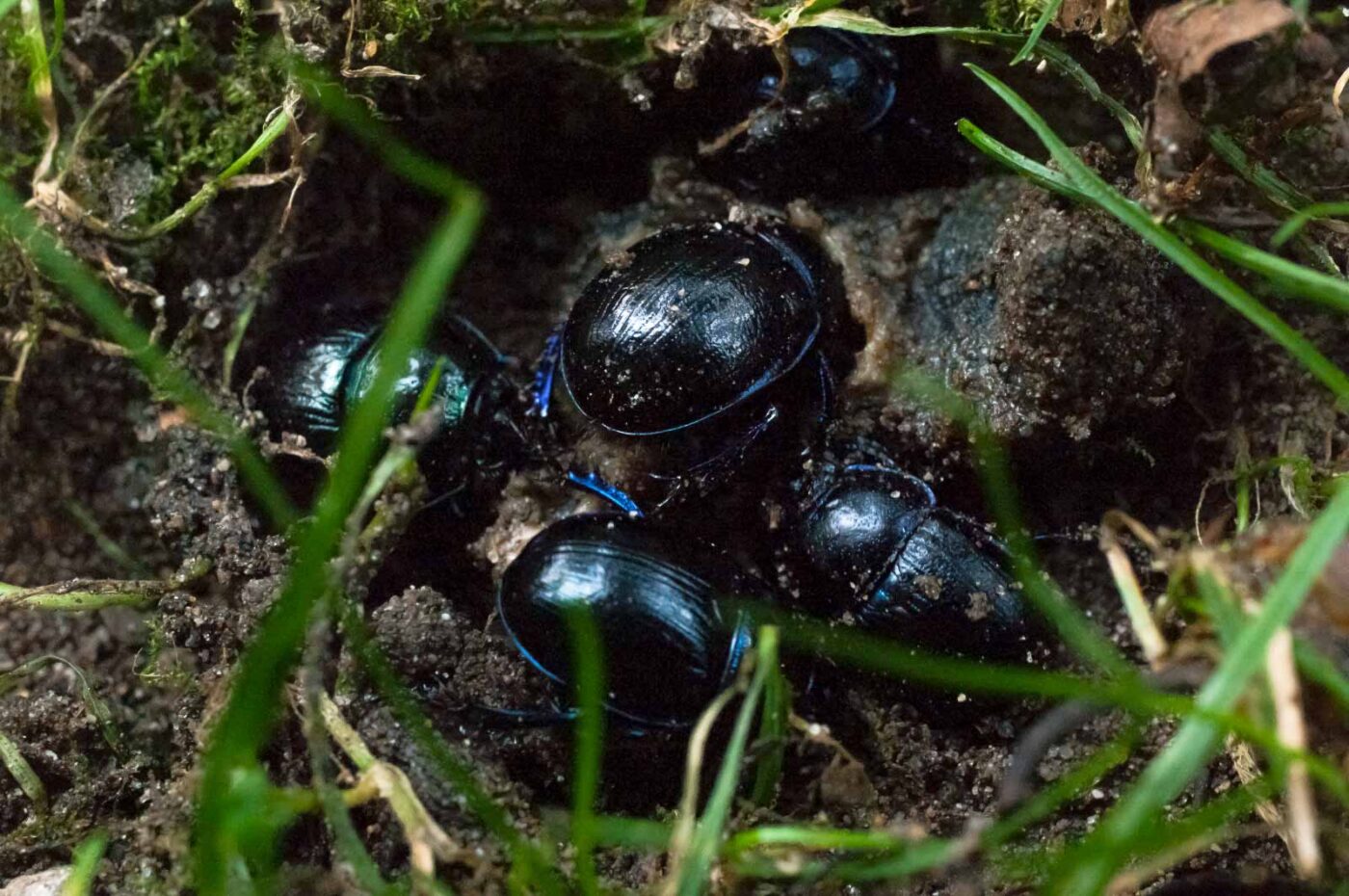 2016-09-03 - NSG Brinksknapp Recklinghausen