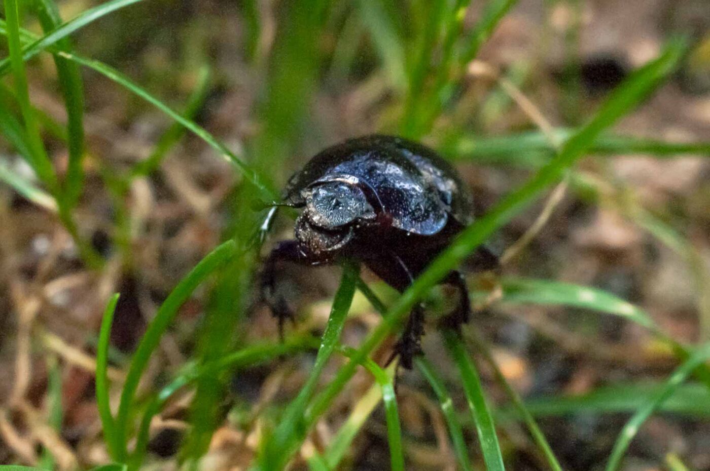 2016-09-03 - NSG Brinksknapp Recklinghausen