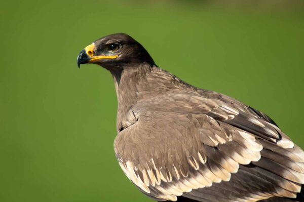 2016-09-08 - Greifvogelwarte Berlebeck