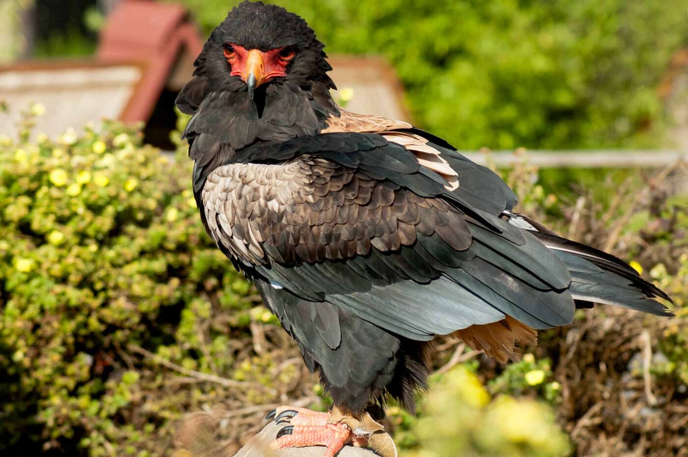 2016-09-08 - Greifvogelwarte Berlebeck