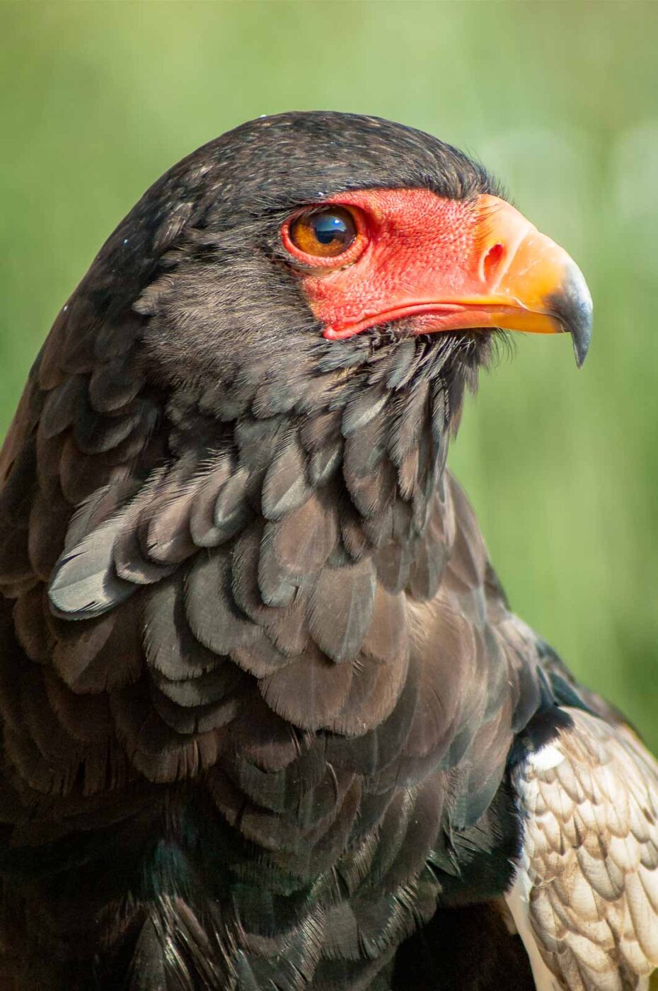 2016-09-08 - Greifvogelwarte Berlebeck