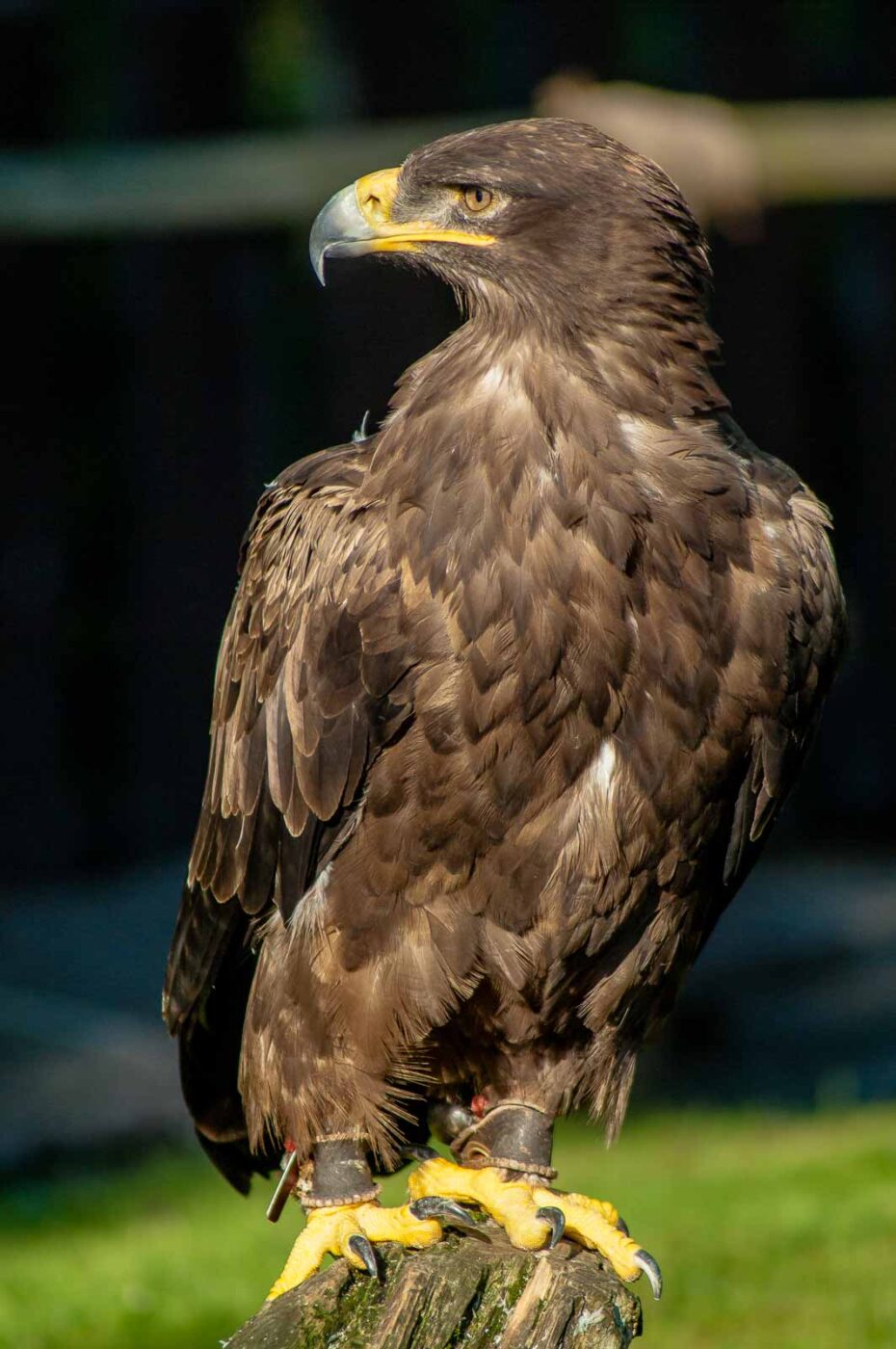 2016-09-08 - Greifvogelwarte Berlebeck