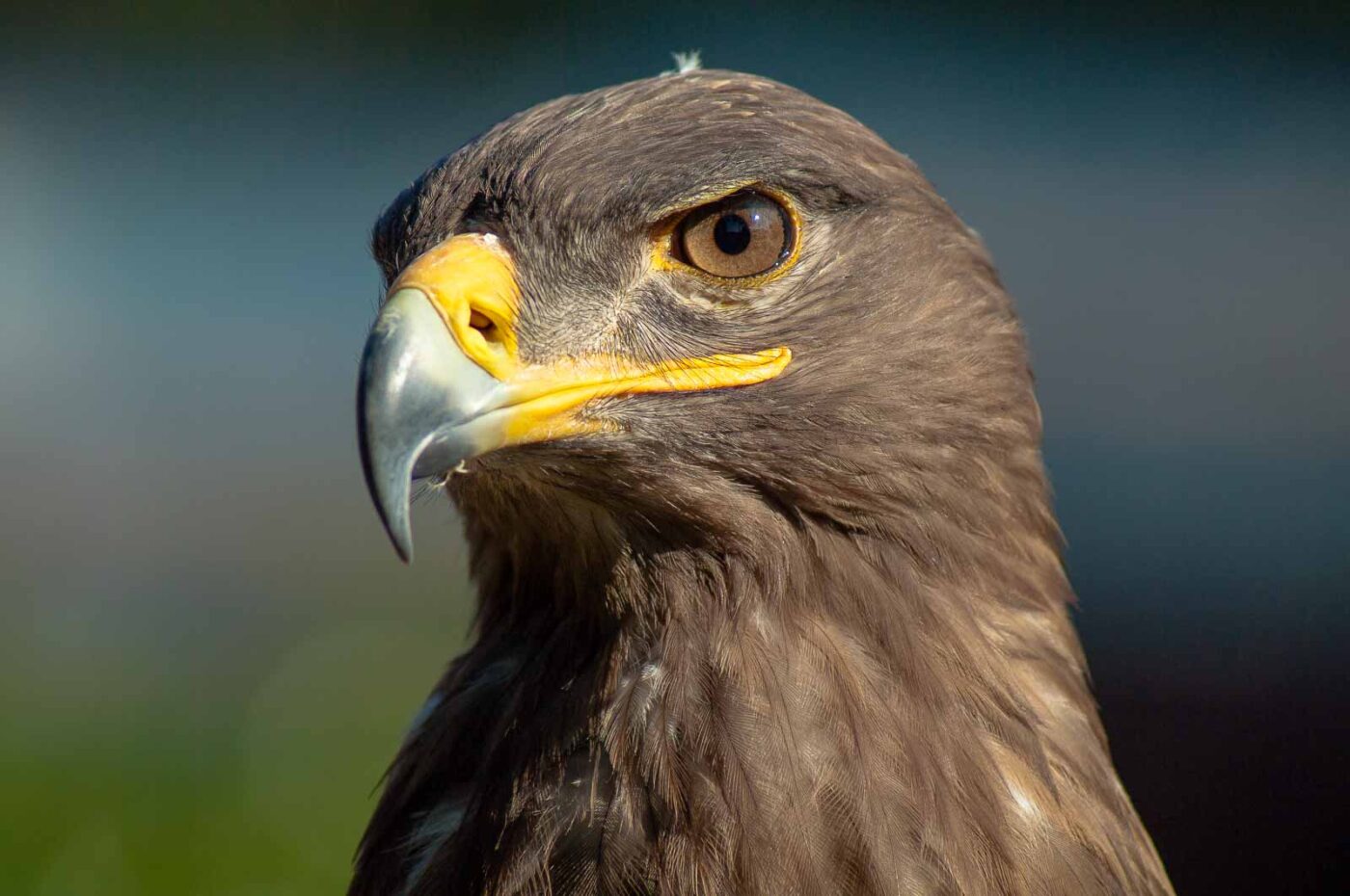 2016-09-08 - Greifvogelwarte Berlebeck