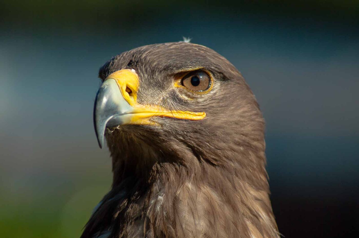 2016-09-08 - Greifvogelwarte Berlebeck