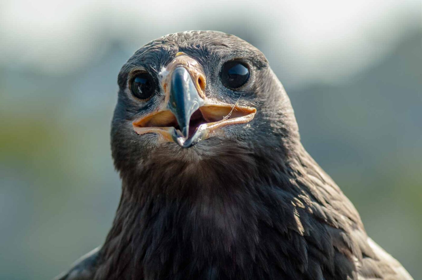 2016-09-08 - Greifvogelwarte Berlebeck