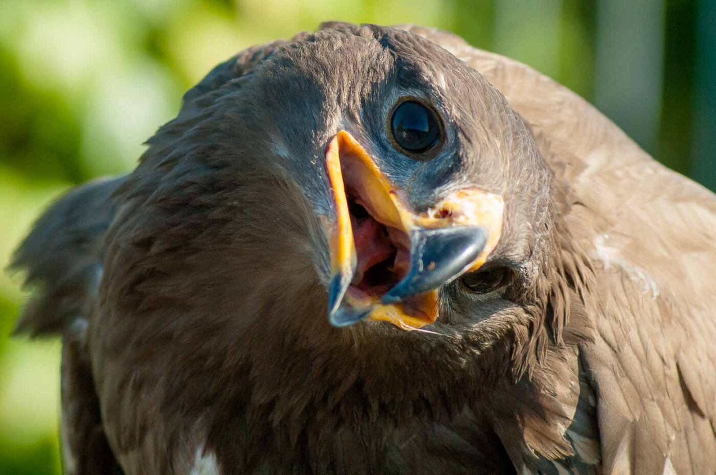 2016-09-08 - Greifvogelwarte Berlebeck