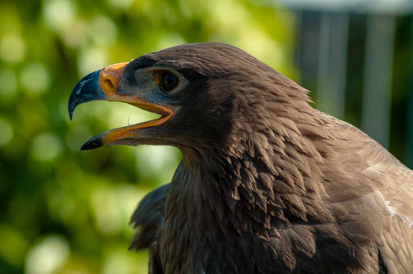 2016-09-08 - Greifvogelwarte Berlebeck