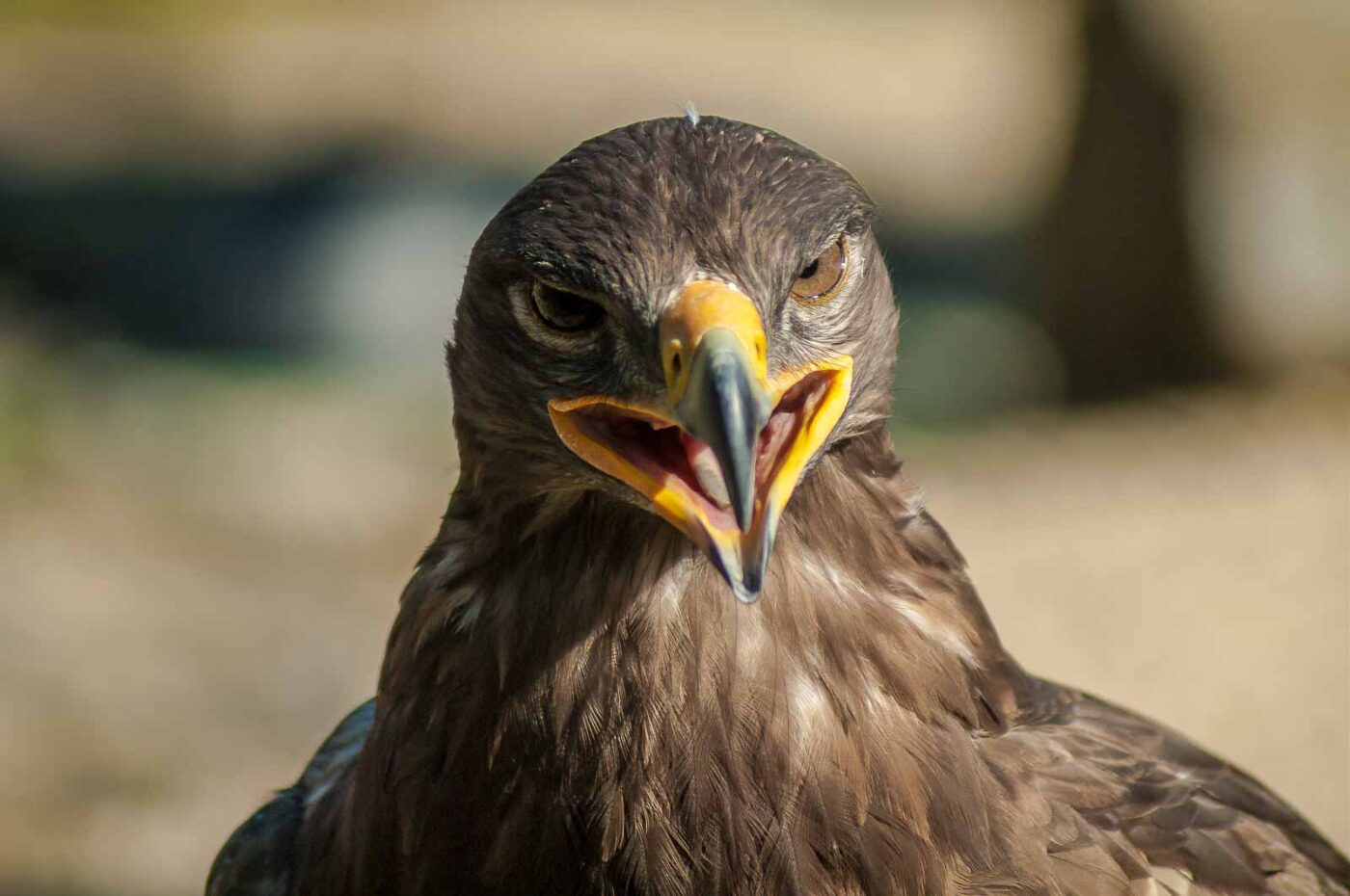 2016-09-08 - Greifvogelwarte Berlebeck