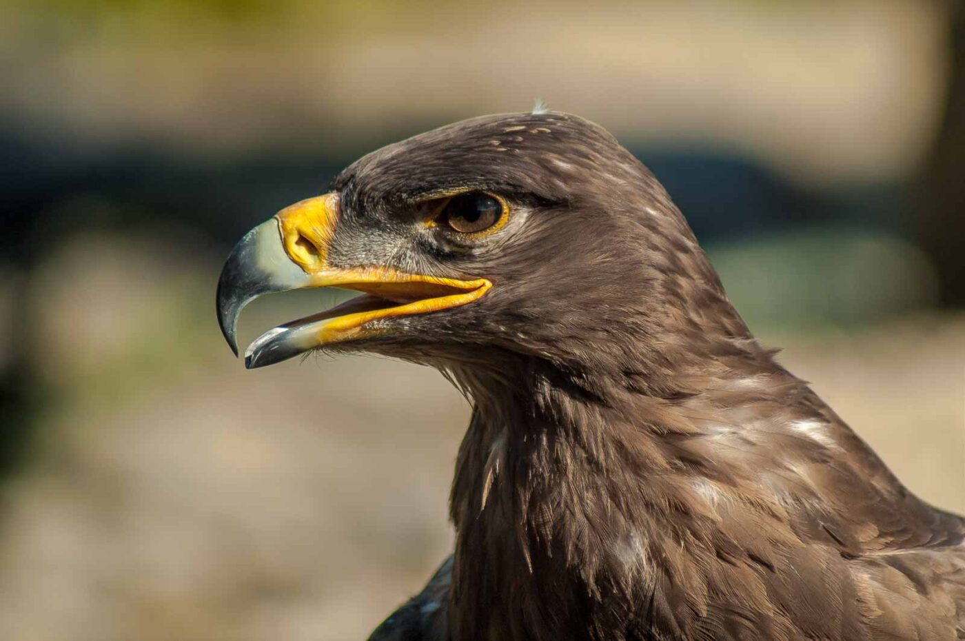 2016-09-08 - Greifvogelwarte Berlebeck