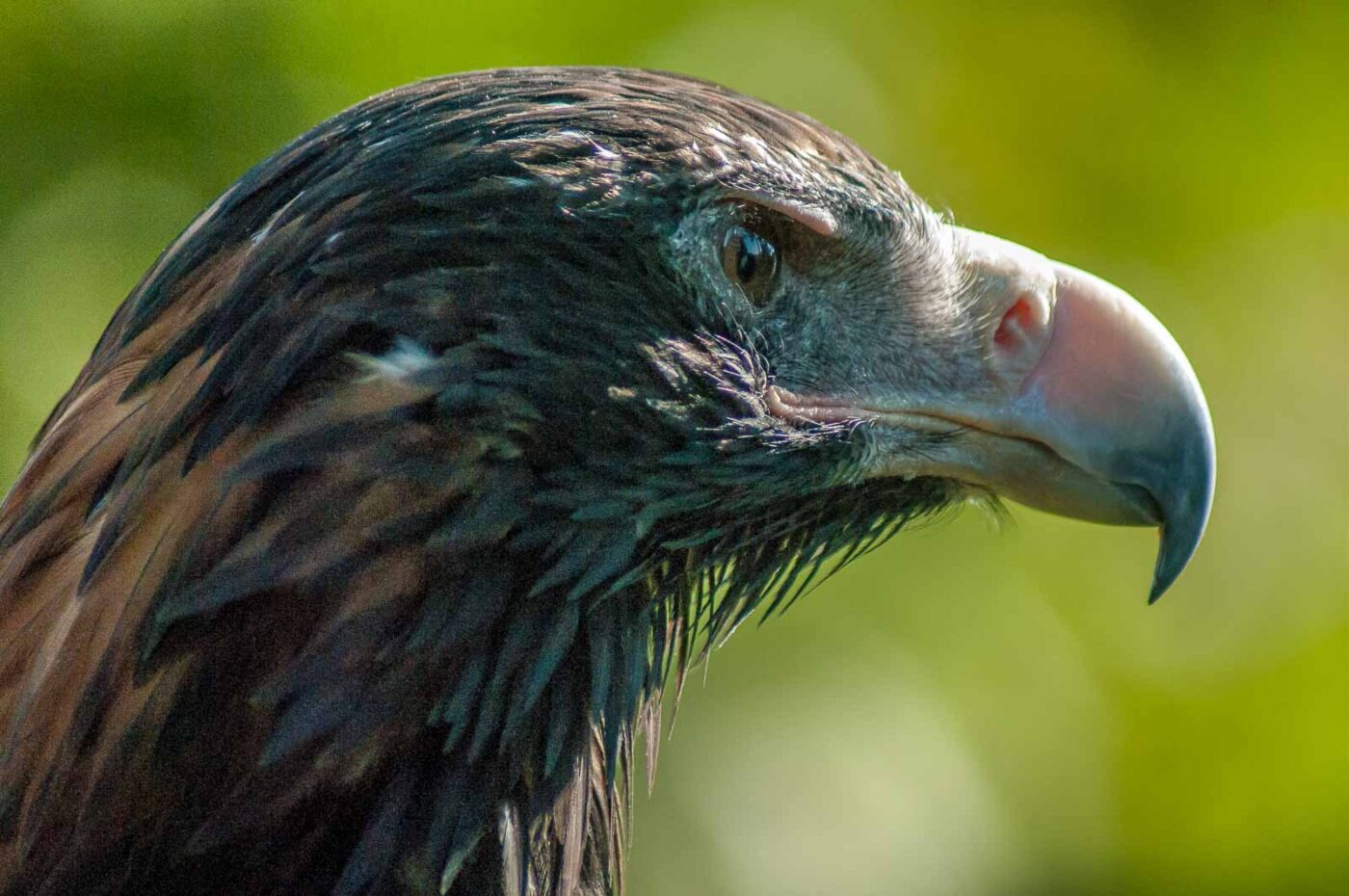 2016-09-08 - Greifvogelwarte Berlebeck