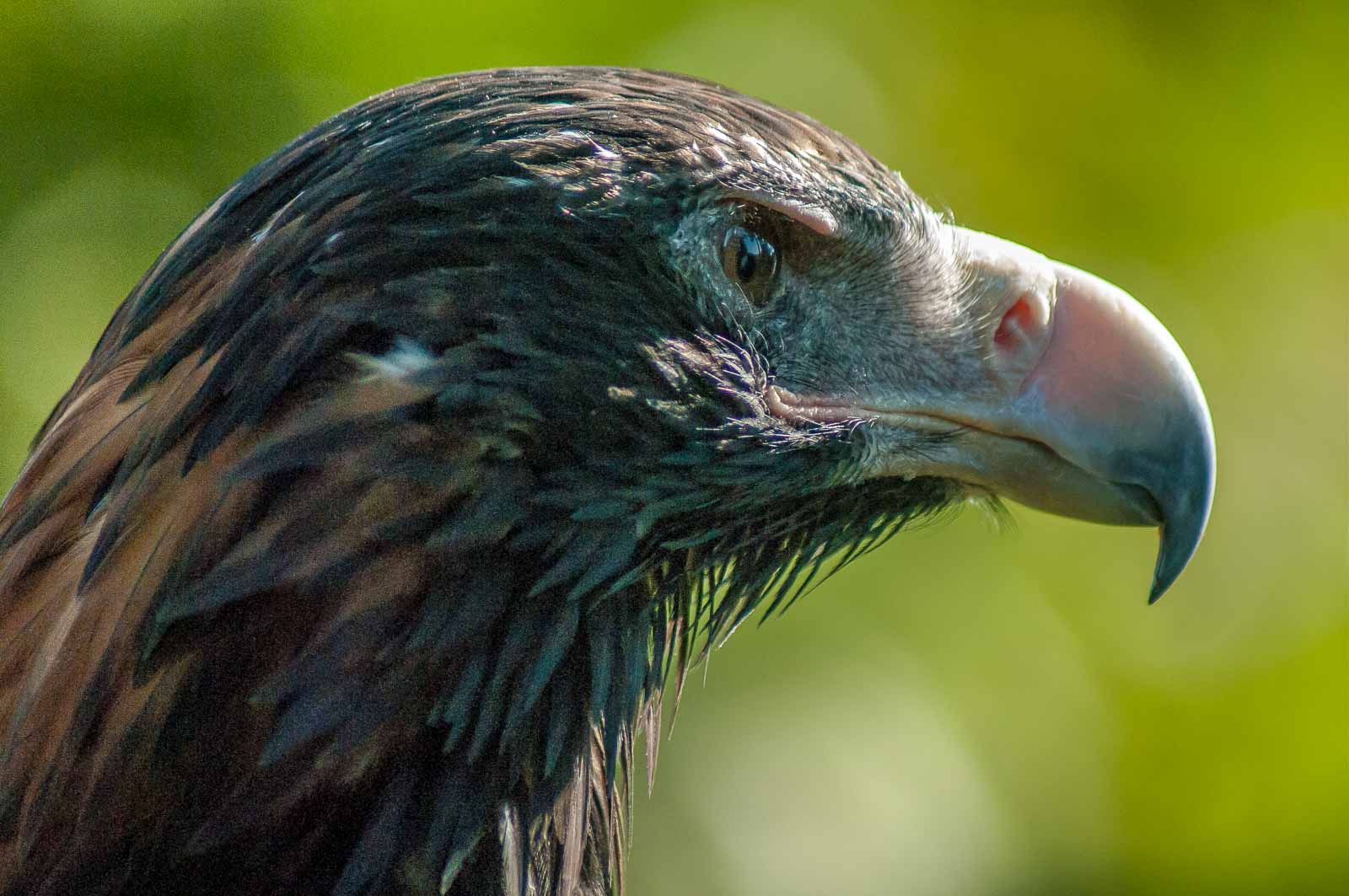 °keilschwanz adler°