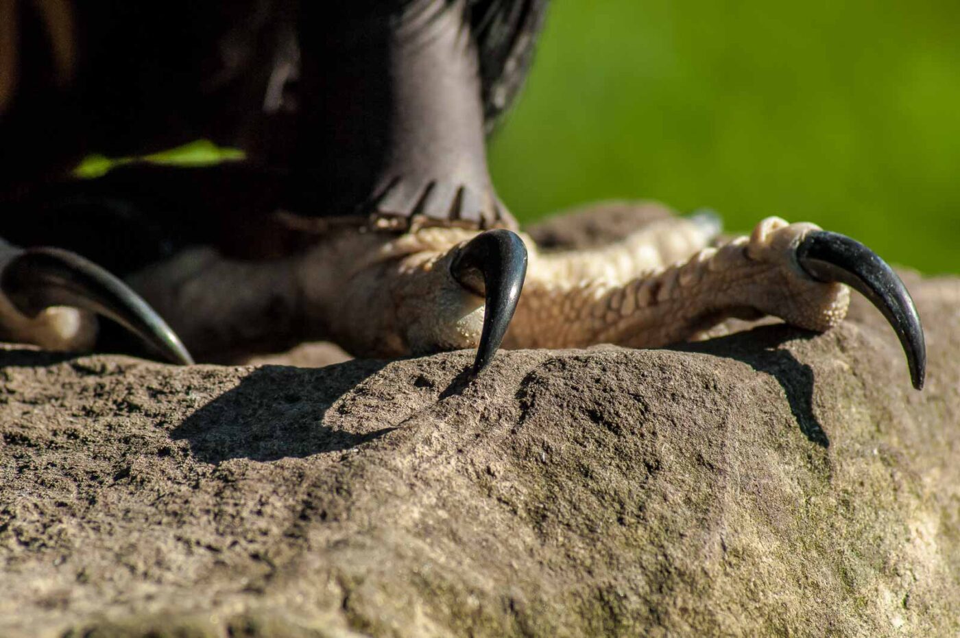 2016-09-08 - Greifvogelwarte Berlebeck