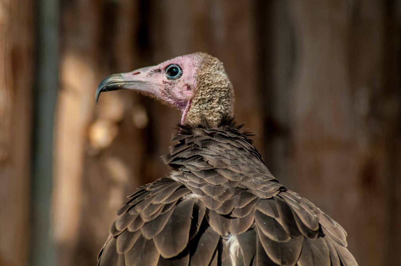 2016-09-08 - Greifvogelwarte Berlebeck