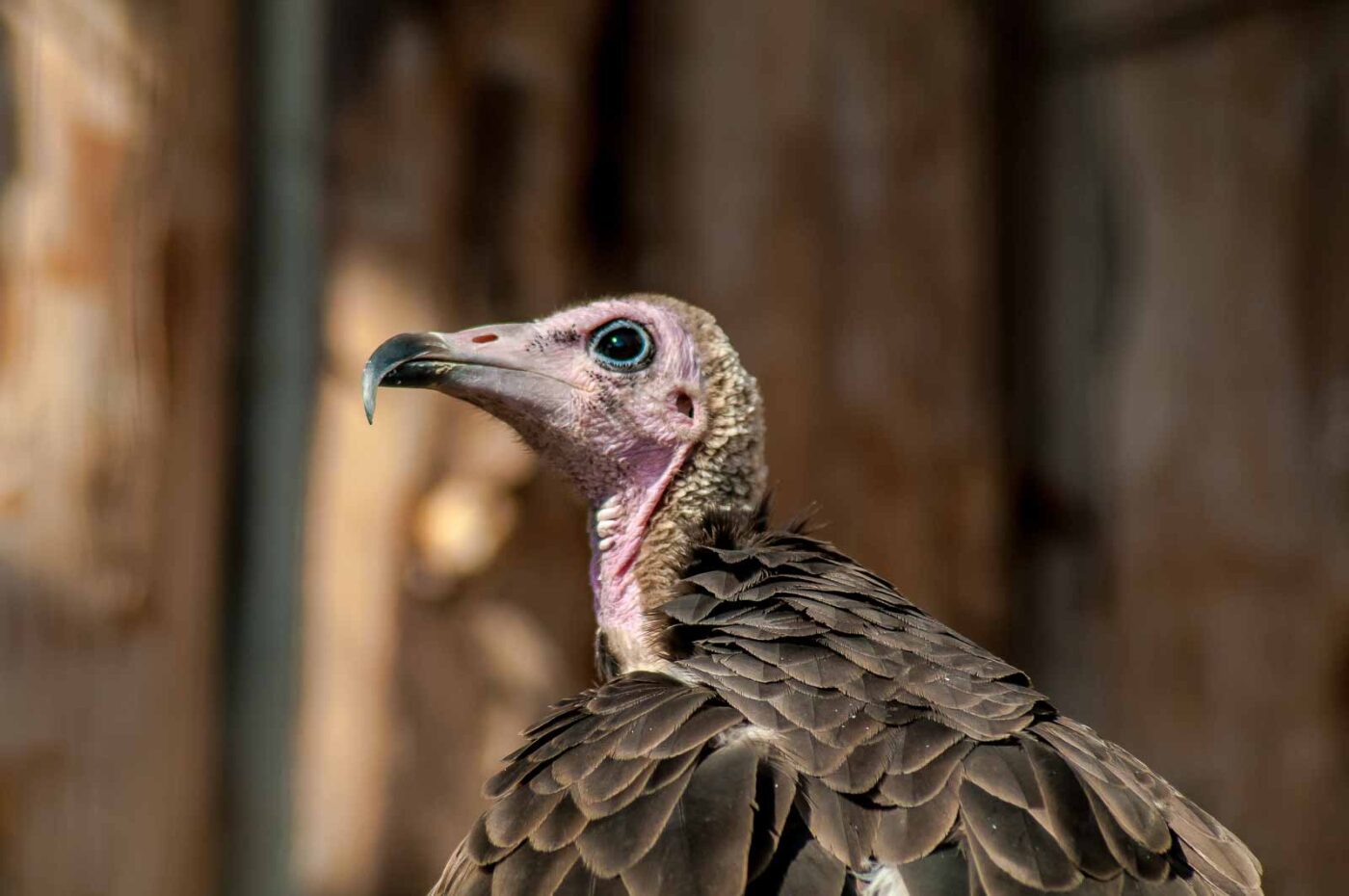2016-09-08 - Greifvogelwarte Berlebeck