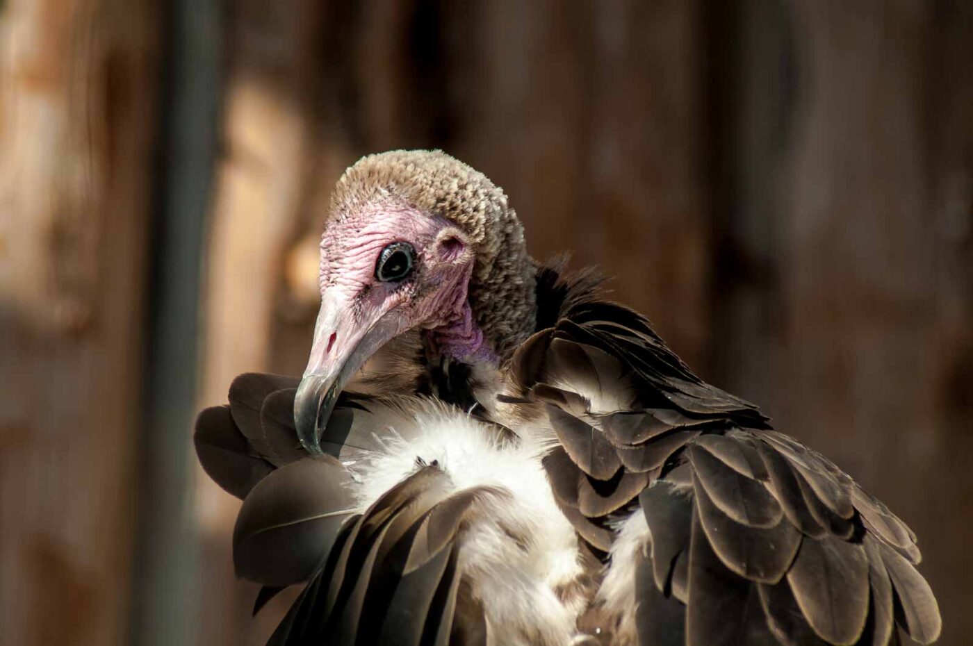 2016-09-08 - Greifvogelwarte Berlebeck