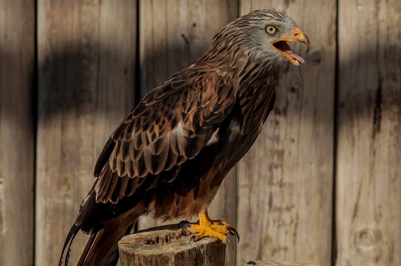 2016-09-08 - Greifvogelwarte Berlebeck
