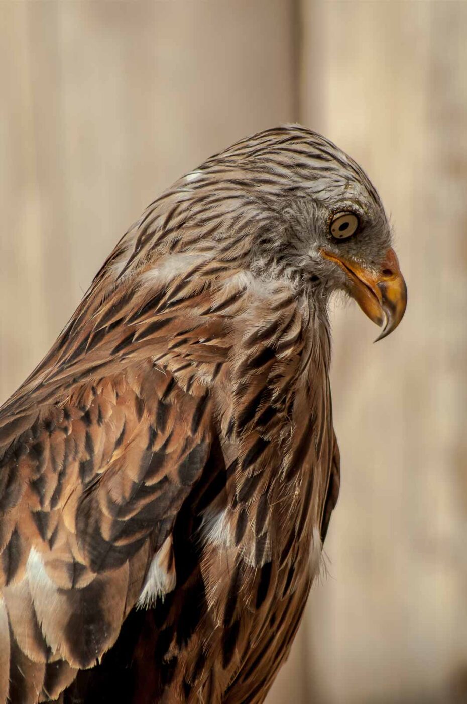 2016-09-08 - Greifvogelwarte Berlebeck