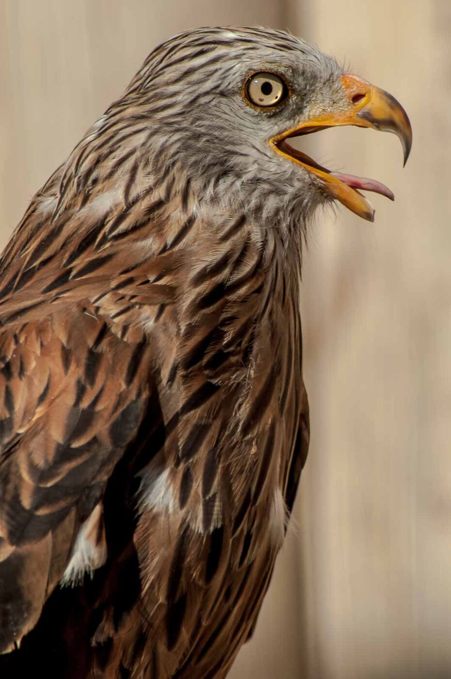 2016-09-08 - Greifvogelwarte Berlebeck