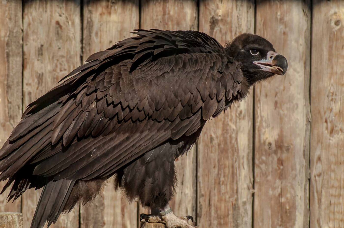 2016-09-08 - Greifvogelwarte Berlebeck