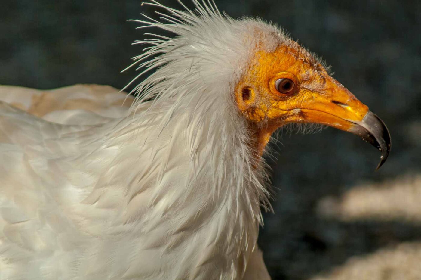 2016-09-08 - Greifvogelwarte Berlebeck