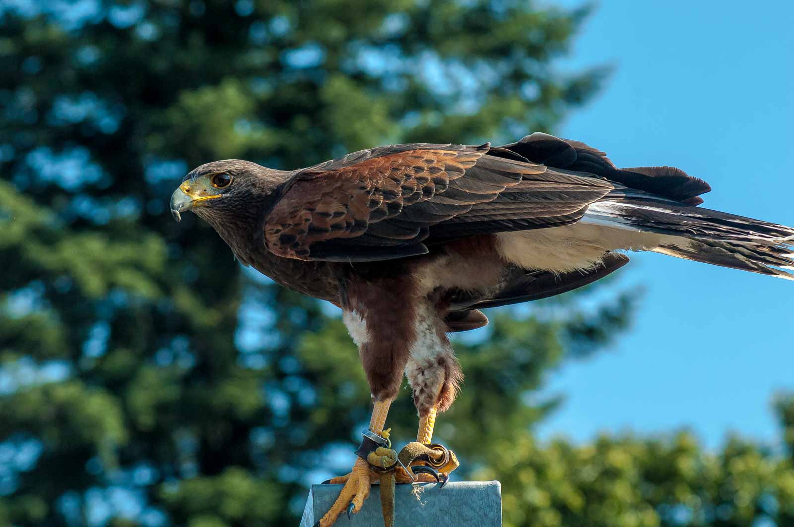 °wüstenbussard°
