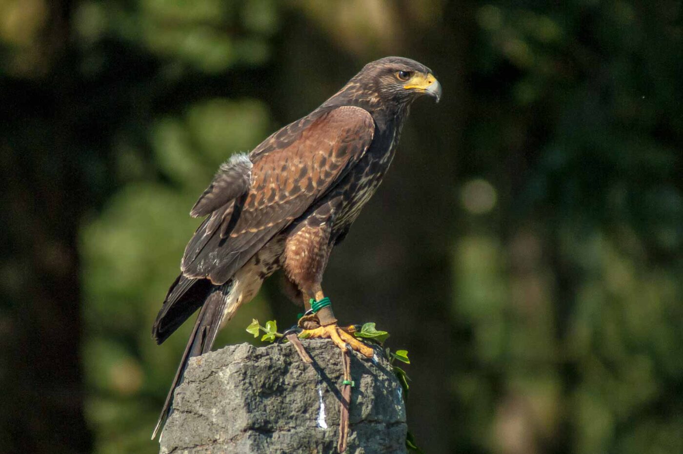 2016-09-08 - Greifvogelwarte Berlebeck