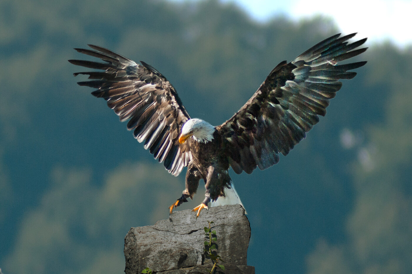 2016-09-08 - Greifvogelwarte Berlebeck