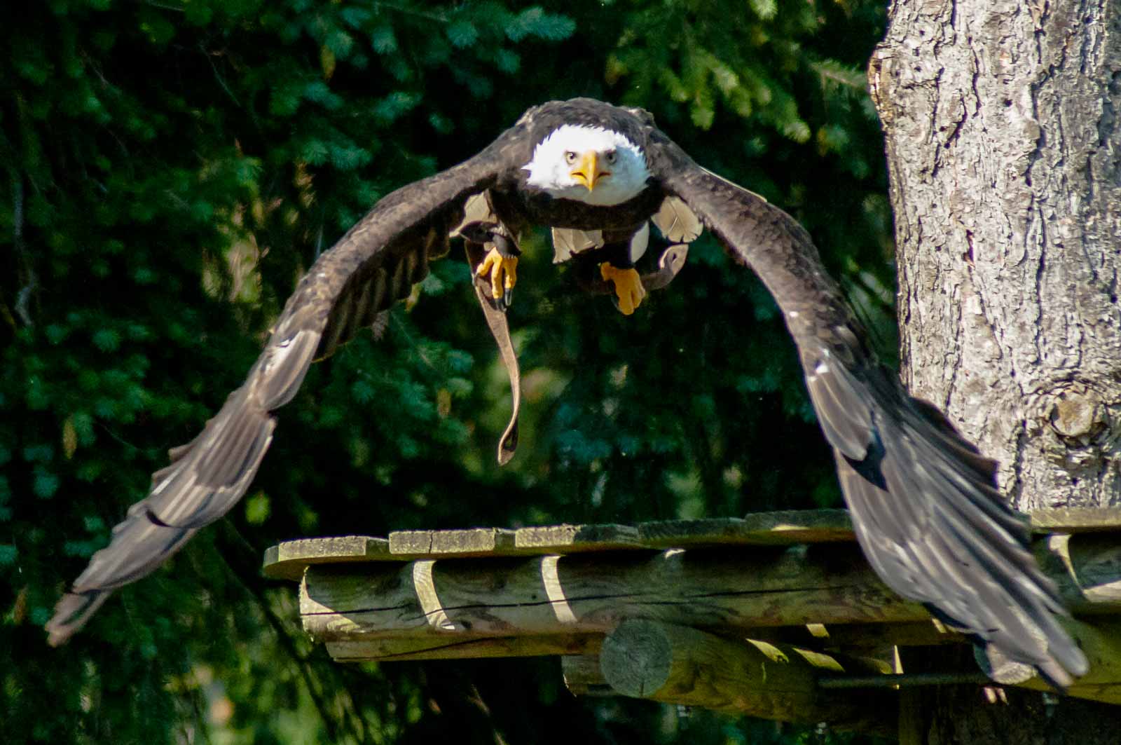 °weisskopf seeadler°
