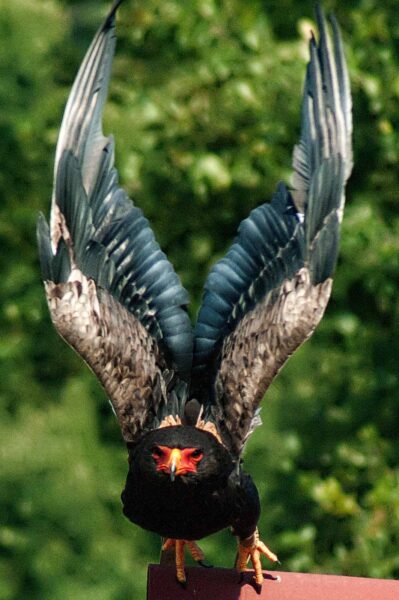 2016-09-08 - Greifvogelwarte Berlebeck