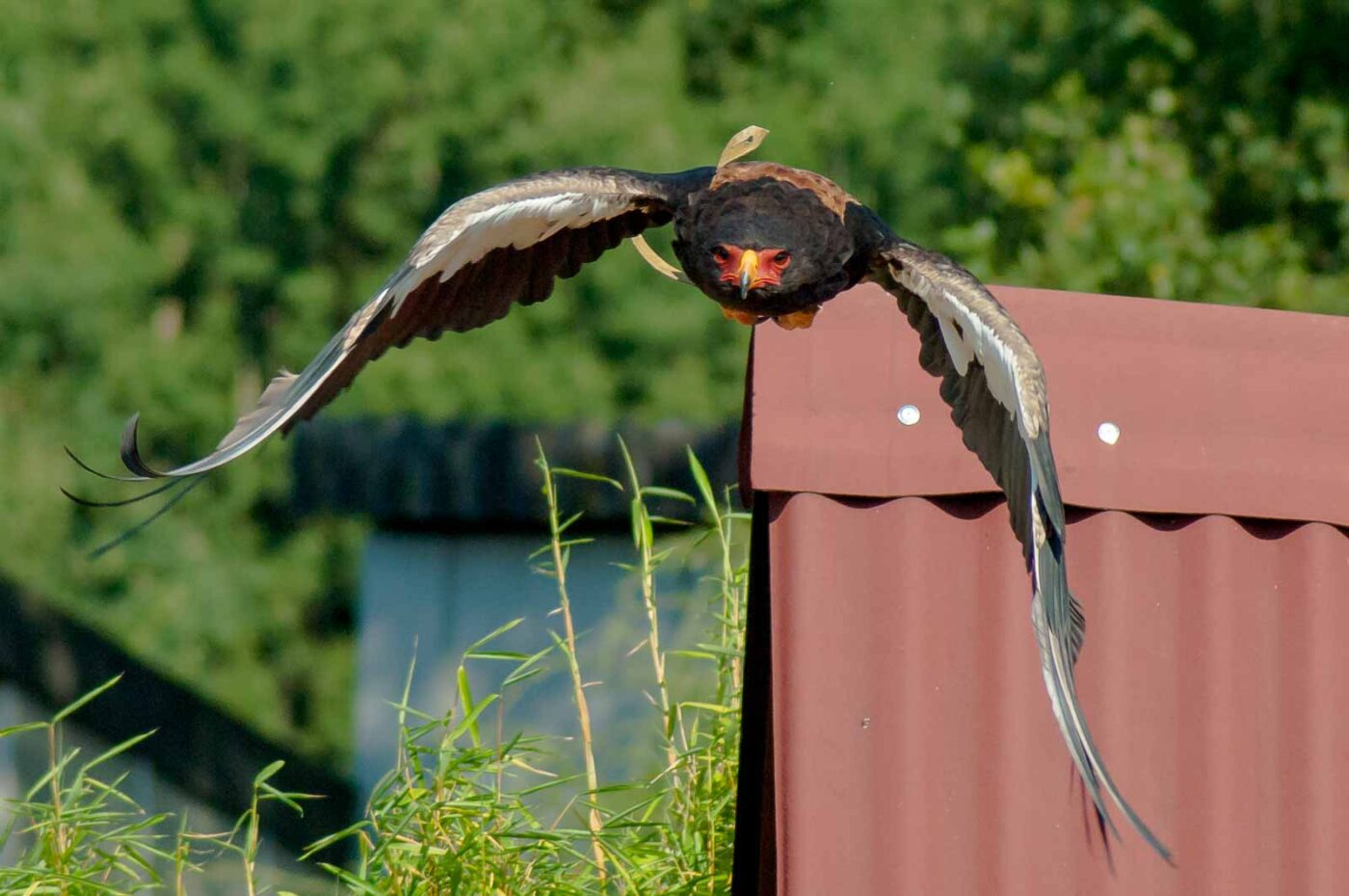 2016-09-08 - Greifvogelwarte Berlebeck