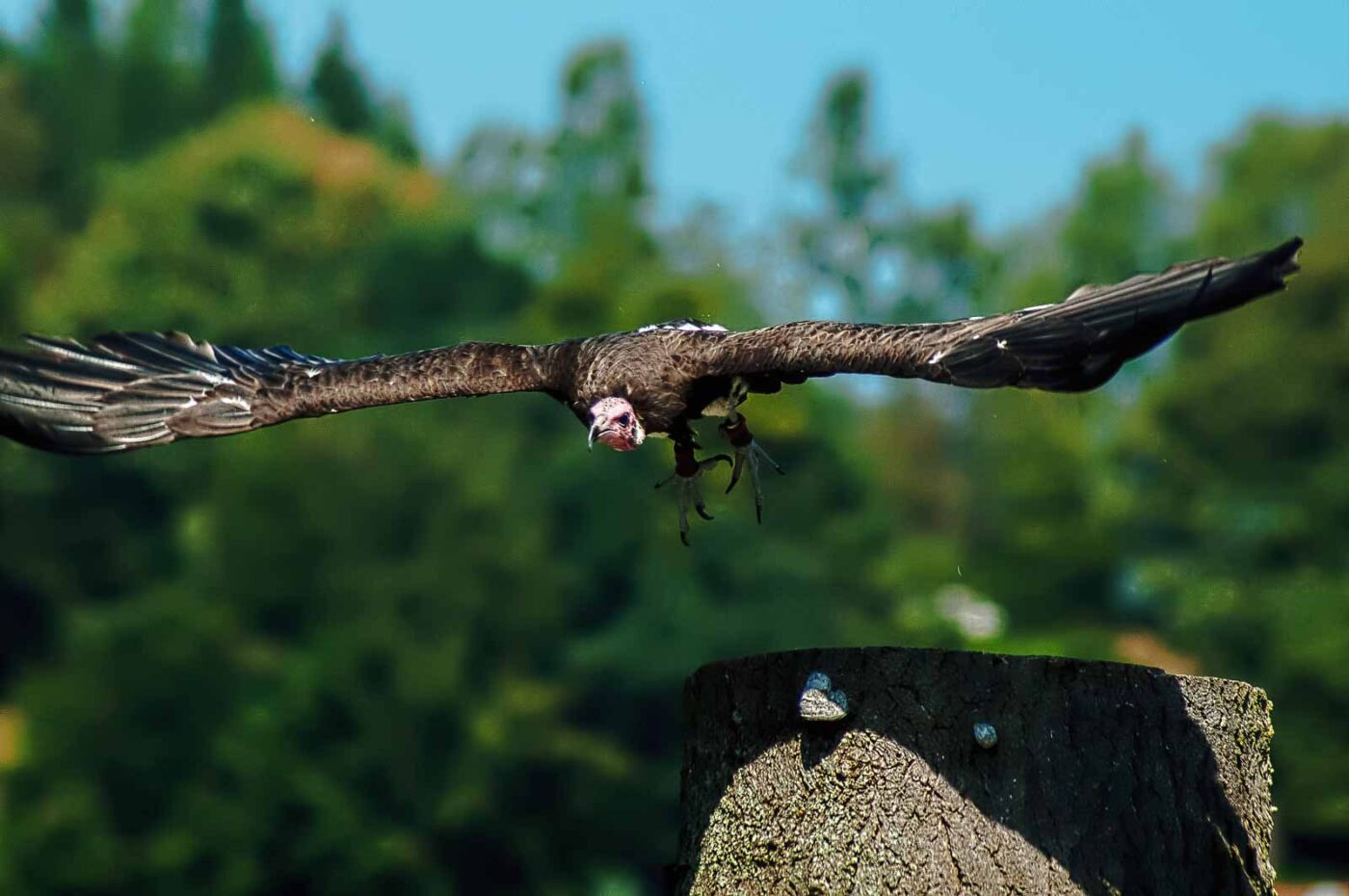 2016-09-08 - Greifvogelwarte Berlebeck