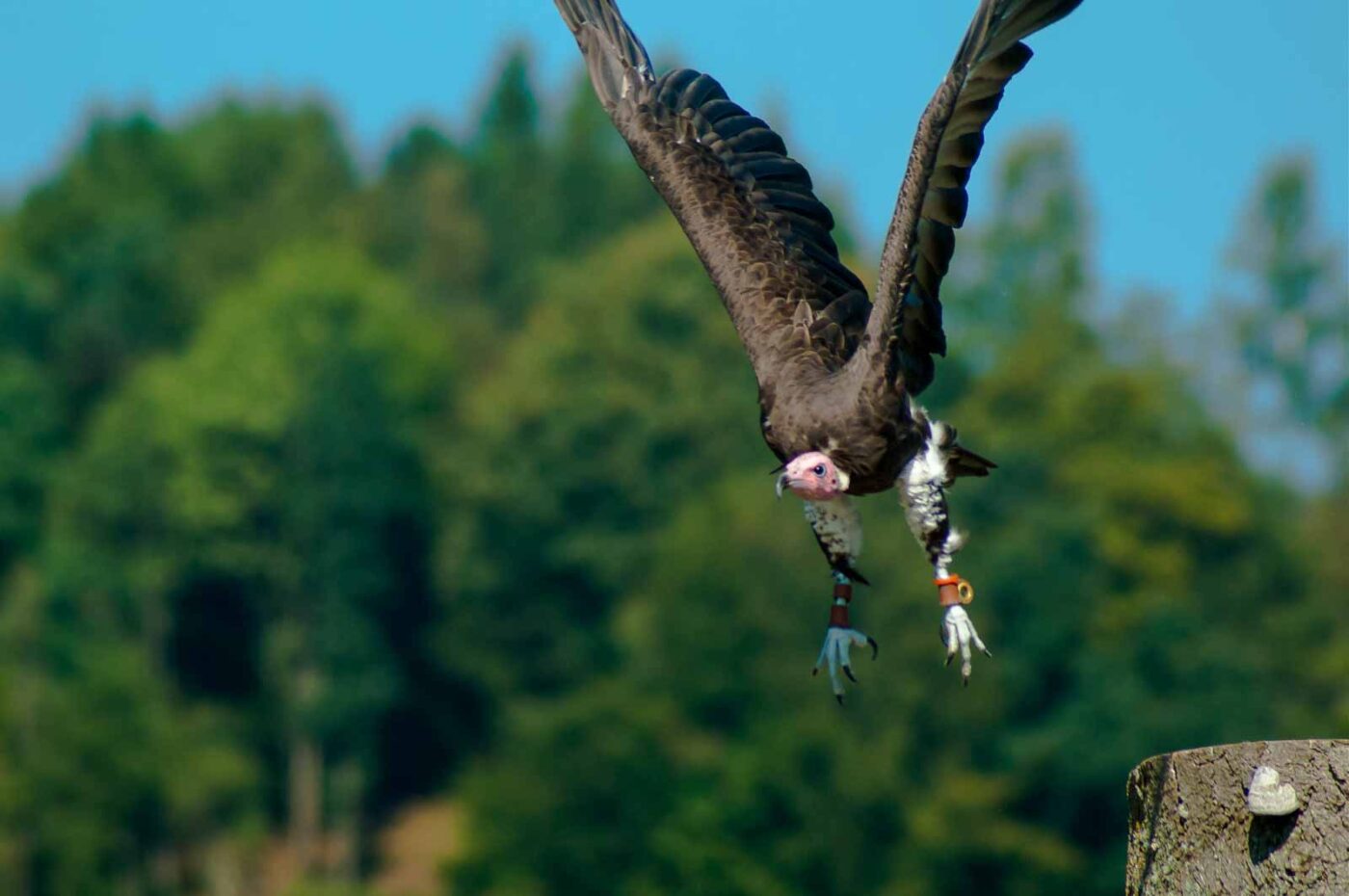 2016-09-08 - Greifvogelwarte Berlebeck