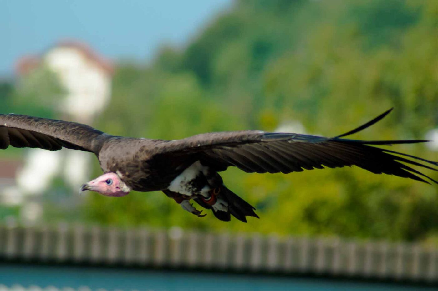 2016-09-08 - Greifvogelwarte Berlebeck